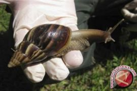 Ini manfaat lendir siput untuk perawatan kulit