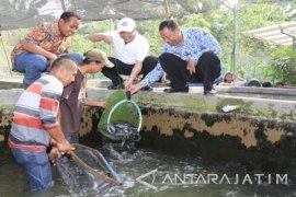 Banyuwangi Galakkan Gerakan 100.000 Kolam Pekarangan