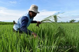 Belasan Hektare Tanaman Padi Trenggalek Gagal Panen