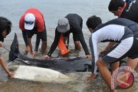 Paus Terdampar Di Sanur