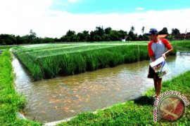 Kombinasi Kearifan Tradisional Mina Padi Dari Dusun Cibluk 
