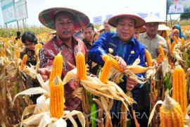 Produktivitas Panen Jagung Lamongan Meningkat Jadi 10 Ton Per Hektare