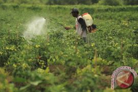 Waspada ancaman logam berat di balik pangan sehat