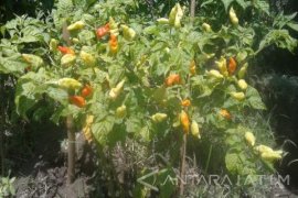 Berkah Melonjaknya Harga Cabai Bagi Penjaga Malam (Video)