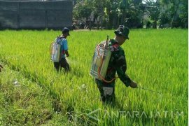 Tanaman Padi Warga Bangkalan Terserang Hama Wereng