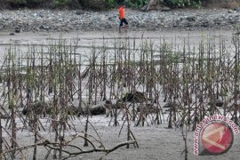 Tanaman Manggrove Terancam Mati