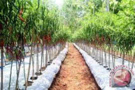 Central Gov't To Assist S Solok Chili Development Area