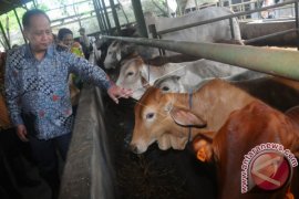 Riset Pengembangan Peternakan Sapi