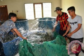 Target Balai Benih Ikan Gunung Manau Diturunkan