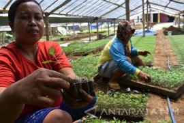 Permintaan Bibit Cabai Meningkat