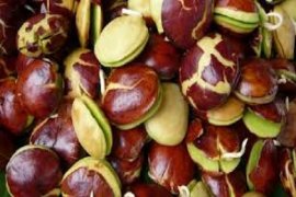 Tingginya permintaan, harga jengkol melambung capai Rp60.000/kilogram