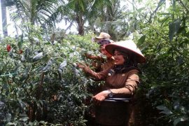 Bupati Lampung Timur Panen Cabai Bersama Petani  