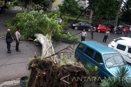 Dinas Lingkungan Hidup Ngawi Pangkas Pohon Rawan Tumbang
