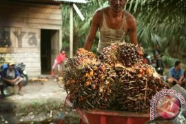 Pemerintah Dharmasraya Komitmen Majukan Sektor Perkebunan