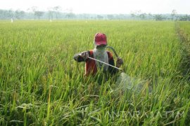 250 Hektare sawah di Madiun Terserang Wereng