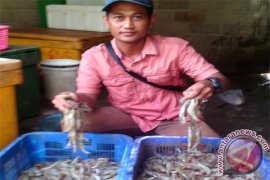 Petambak Udang Vannamei Lamtim Berharap Dukungan Pemda