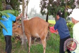 Program Siwab Tingkatkan Populasi Ternak 