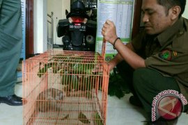 Pencinta Konservasi Serahkan Satwa Dilindungi