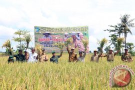 SYUKURAN PANEN RAYA PADI SAWAH