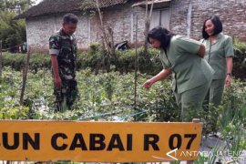 Koramil Ngablak Tanam Cabai 