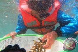 IPKANI Tanah Bumbu Gelar Bimtek Transplantasi Karang