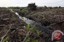 Walhi Kritisi Kebijakan "Land Swap" Lahan Gambut