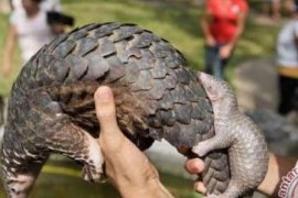 5 Sudah Mati, BBKSDA Lepaskan Trenggiling Selundupan ke Danau Zamrud