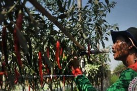 BI Riau Bagikan 5.000 Bibit Cabai Guna Perangi Inflasi