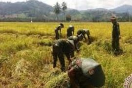  TNI Bantu Rohul Panen Padi 60 Hektare