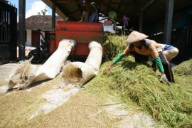 Bulog Bondowoso Targetkan Serapan Gabah 27.900 Ton Setara Beras