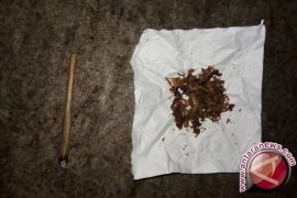 Ini Bentuk Tembakau Gorila, Bagaimana Efeknya Menurut Pemakai?