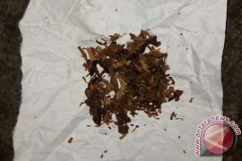 Polisi lakukan tes urine oknum mahasiswa pemakai tembakau gorila