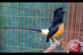 Komunitas pecinta penangkar burung tolak peraturan menteri