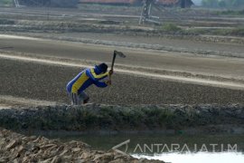 Kejar Target Swasembada, PT Garam Berencana Manfaatkan Lahan Tidur di Pulau Madura