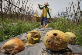 GAGAL PANEN MELON