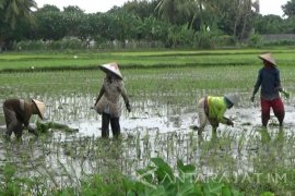 Petani Situbondo: Gunakan Mesin "Transplanter" Hemat Biaya Rp750.000/ha