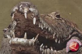 Warga Kotabaru resah akibat buaya berkeliaran