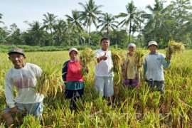 Bulog Jember Turun Langsung untuk Serap Gabah