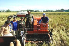 Mantan Panglima TNI Panen Varietas Unggul di Jember