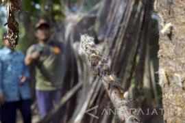 Warga Tulungagung Gotong-royong Basmi Hama Ulat Bulu