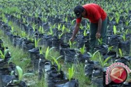 IUCN Study: Palm oil is nine times more efficient in land use