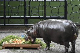 Rayakan Ulang Tahun Kuda Nil KBS