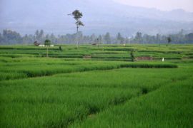 Luas Areal Sawah Lampung Bertambah  