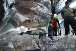 Kontes Ikan Koi