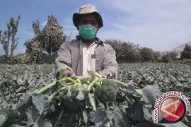 Ternyata Sayuran Ini Bisa Halau Kanker Prostat