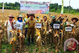 Bupati Barito Utara Panen Jagung di Gunung Timang