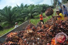 Perusahaan diminta membangun kebun plasma masyarakat