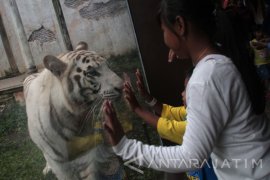 Harimau Langka di Batu Secret Zoo