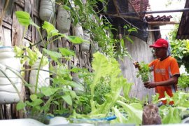 Belajar Bercocok Tanam Aquaponik 