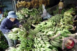 Bali Datangkan Pisang dari Jatim untuk Galungan